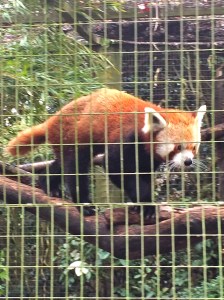 Red Panda